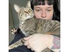 Adopt Heichman a Domestic Short Hair