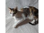 Adopt Poudre River a Domestic Short Hair