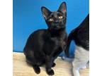 Adopt Hex a Domestic Short Hair
