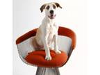 Adopt Peach a Anatolian Shepherd, Great Pyrenees