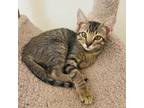 Adopt Greta a Domestic Short Hair