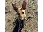 Adopt Anais a Shepherd, Mixed Breed