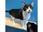 Adopt Trix a Domestic Short Hair