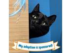 Adopt Namibia a Domestic Medium Hair, Domestic Short Hair