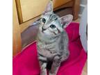 Adopt Charlotte a Domestic Short Hair