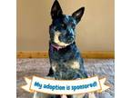 Adopt Canuta a Australian Cattle Dog / Blue Heeler, Mixed Breed