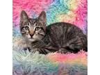 Adopt Gracie a Domestic Short Hair