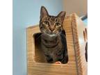 Adopt Sage a Domestic Short Hair