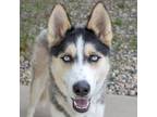 Adopt Luna a Siberian Husky