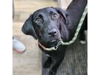 Adopt CT Oakley (Fostered in Glastonbury, CT) a Black Labrador Retriever