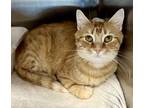 Adopt Primrose (FCID# 04/16/2024 - 130 Trainer) KC a Tabby