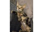 Adopt Agnes (FCID# 07/31/2024 - 4) KC a Tabby