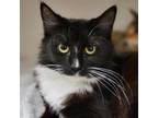 Adopt Honeydew a Domestic Medium Hair
