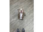 Adopt Baby Girl a Mixed Breed