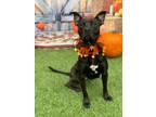 Adopt Midnight a Pit Bull Terrier, Mixed Breed