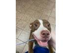 Adopt Nova a Pit Bull Terrier, Mixed Breed