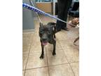 Adopt Splinta a Pit Bull Terrier, Mixed Breed