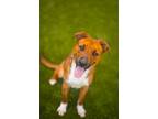 Adopt Cinder a Border Collie, Mixed Breed