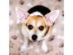 Adopt Judy a Rat Terrier
