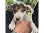 Adopt Harper a Mixed Breed