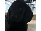 Adopt Dilly a Mixed Breed