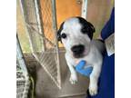Adopt Nala a Mixed Breed