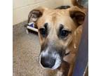 Adopt Mae Belle a Mixed Breed