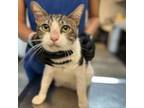 Adopt Penny a Domestic Short Hair