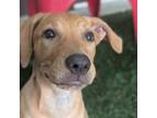 Adopt Racquel a Mixed Breed