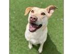 Adopt Murray a Chesapeake Bay Retriever