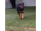 Adopt Lainey a Hound