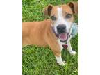 Adopt Jetta a Beagle, Mixed Breed
