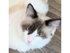 Adopt Angel Girl a Domestic Medium Hair, Ragdoll