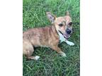 Adopt Demi a Mixed Breed