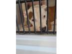 Adopt Paloma-ADOPTED a Pit Bull Terrier, Mixed Breed