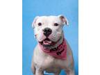 Adopt Sakoya a Pit Bull Terrier, Mixed Breed