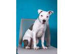 Adopt AVADIOR a Pit Bull Terrier, Mixed Breed