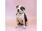 Adopt 158 Maisie a Pit Bull Terrier