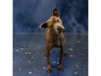 Adopt Pen 193 Starlight Hw + a Pit Bull Terrier