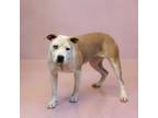 Adopt 191 Pippi a Pit Bull Terrier