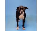 Adopt Pen 171 Roxy a Pit Bull Terrier
