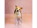 Adopt Pen 199c Flora a Terrier