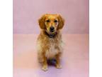 Adopt Pen 120 Ginger a Golden Retriever