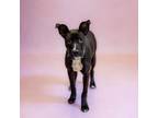 Adopt Pen 208 Bubbles a Pit Bull Terrier