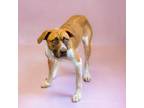 Adopt Pen 161 Pebbles a Pit Bull Terrier