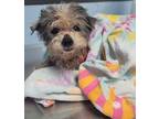 Adopt Pen 238 (b) a Poodle