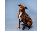 Adopt Pen 182c Linda a Hound, Labrador Retriever