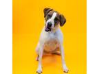 Adopt Pen 152 Harper a Hound