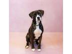 Adopt Pen 126 Amber a Boxer, Pit Bull Terrier