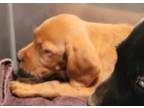 Adopt Er a Labrador Retriever, Irish Setter